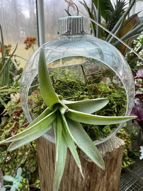 decorative moss for indoor plants Fake Moss for Potted Plants Artificial Moss Green Moss Plants Filler F –  AreaDeco