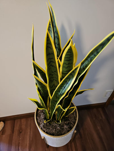 3 FT Artificial Snake Plant Fake Sansevieria in Pot Lifelike Faux Plant Mother in Law Tongue Plant Indoor Decoration Home Decor, Yellow