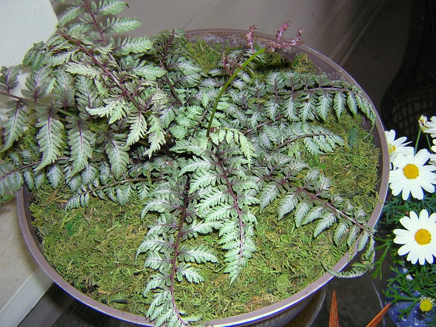 Fake Moss for Potted Plants Artificial Moss Green Moss Plants Filler Fairy Garden Decorative Moss for Craft and Home Decor