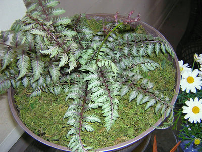 Fake Moss for Potted Plants Artificial Moss Green Moss Plants Filler Fairy Garden Decorative Moss for Craft and Home Decor